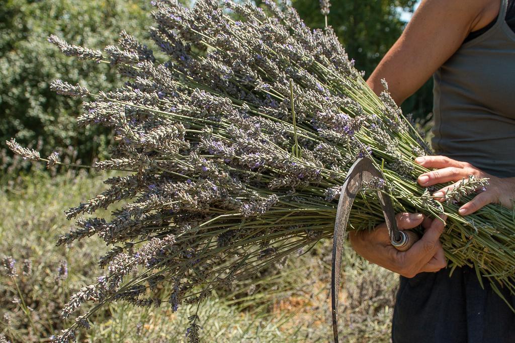 La Casetta Di Lu Cellarengo Dış mekan fotoğraf